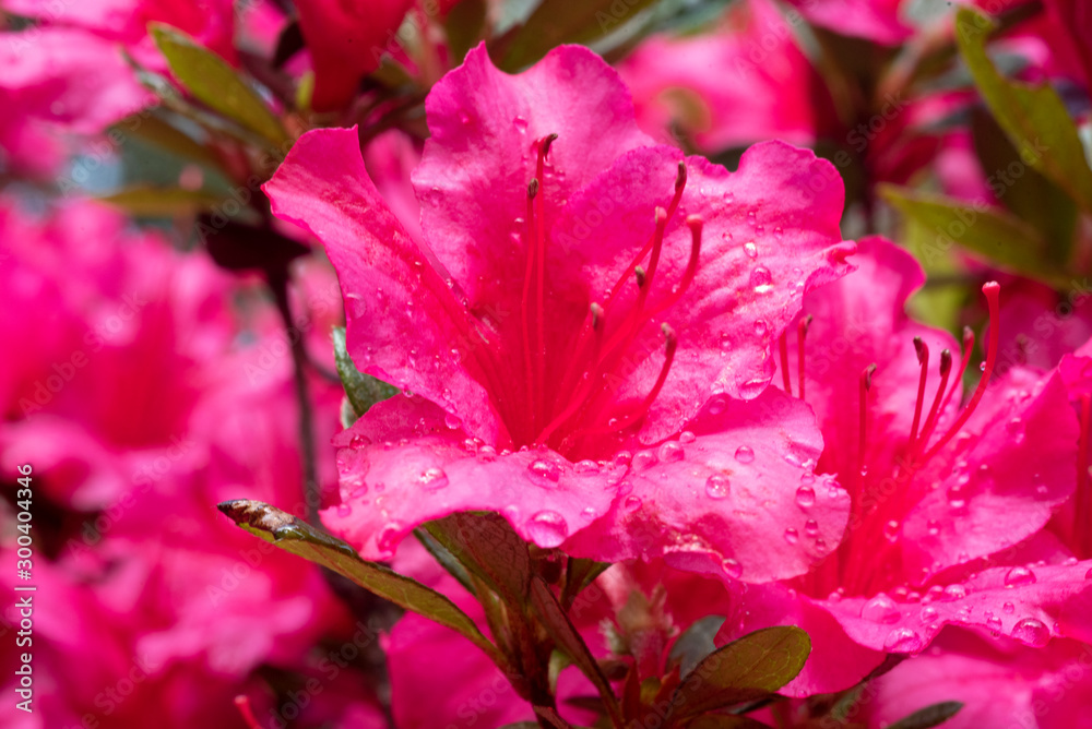 Fototapeta premium Rhododendron bloom