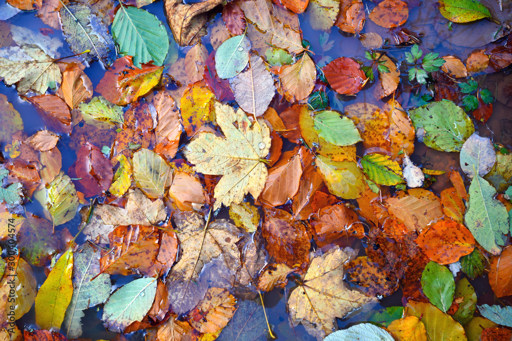 Natural background of fallen leaves. Autumn leaves on a puddle Natural background of fallen leaves. Autumn leaves on a puddle