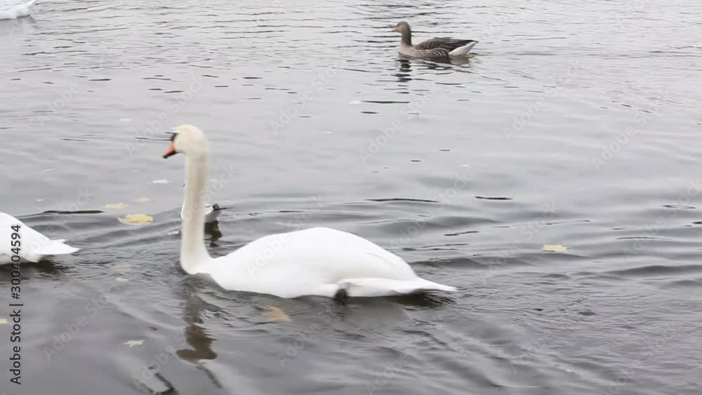Swans, mandarin ducks and seaguls  in a lake
