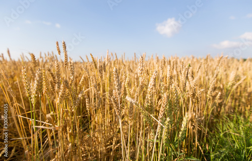 nature, summer, harvest and agriculture concept - cereal field with ripe wheat spikelets