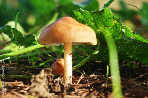Marasmius oreades. Scotch bonnet. Fairy ring mushroom