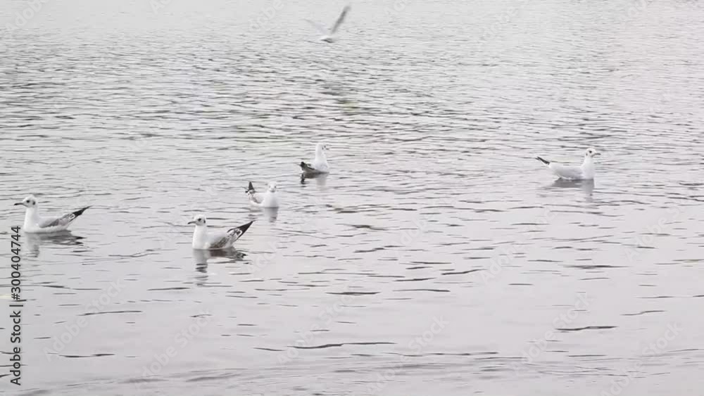 Swans, mandarin ducks and seaguls in a lake Swans, mandarin ducks and seaguls in a lake