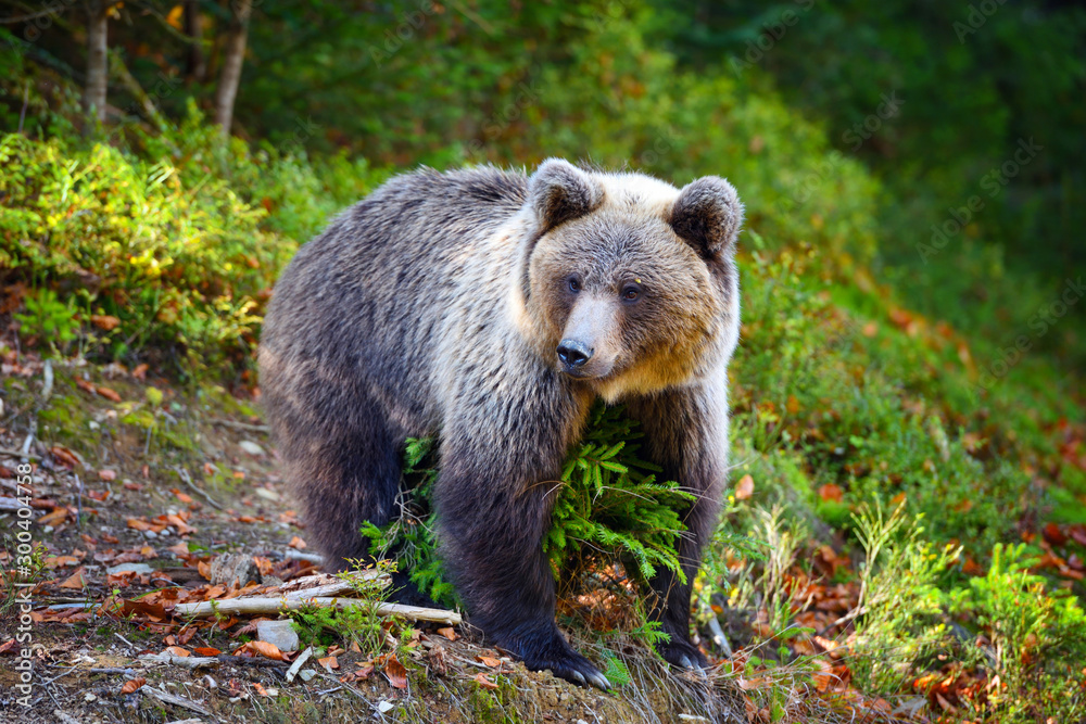 Obraz premium Young european brown bear in the authumn forest