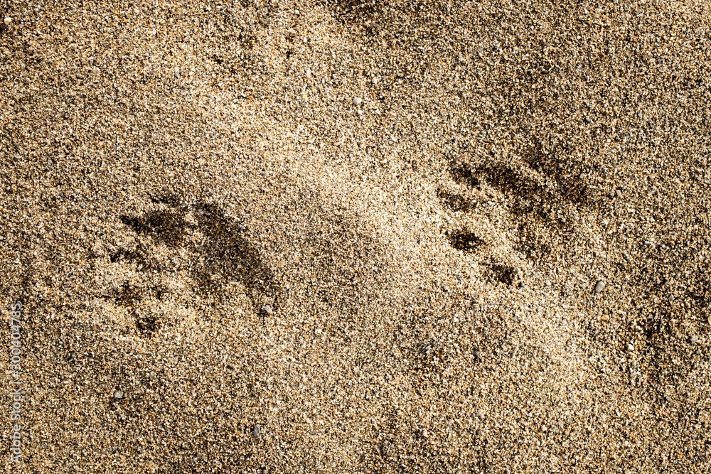 beaver prints in the sand Stock Photo | Adobe Stock