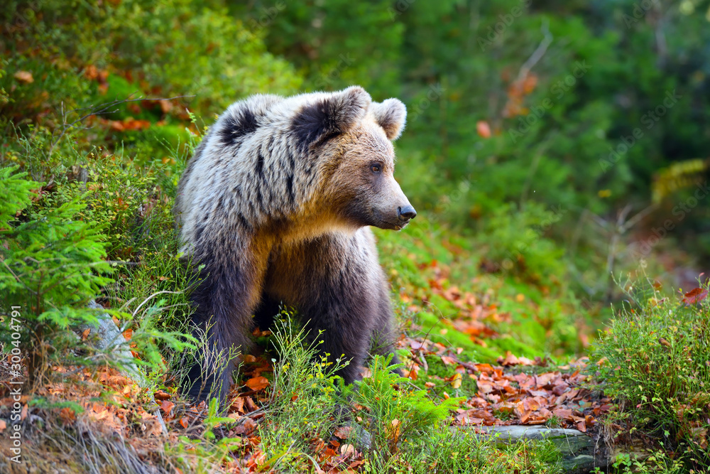 Fototapeta premium Young european brown bear in the authumn forest