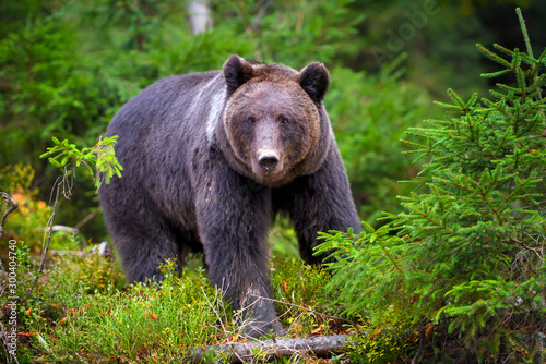European brown bear in the forest. Big brown bear in forest.