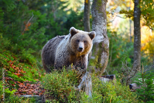 Young european brown bear in the authumn forest © nmelnychuk