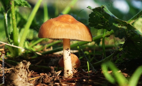 Marasmius oreades. Scotch bonnet. Fairy ring mushroom