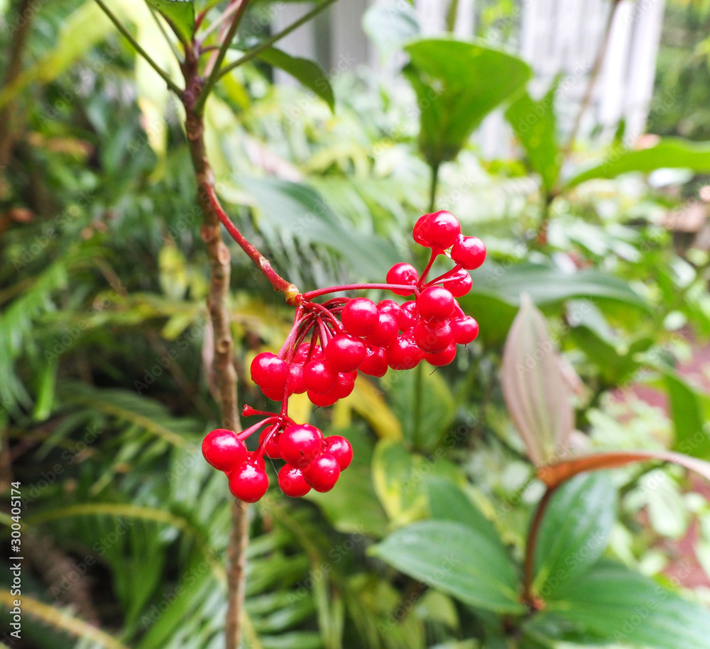 Obraz premium Fruits et fleurs de l'Ile de la Réunion