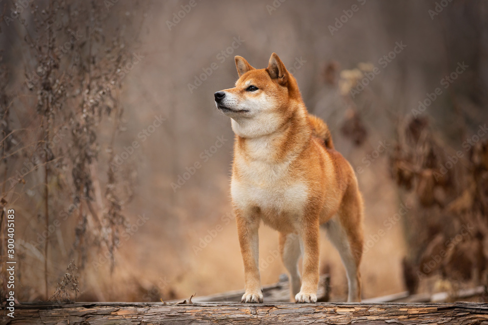 Beautiful and happy shiba inu dog standing on the wooden bridge in the forest. Adorable Red shiba inu female dog in fall