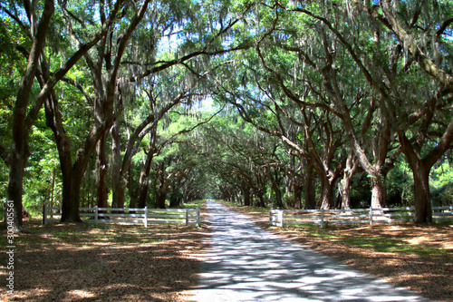 A breathtaking avenue sheltered by live oaks and Spanish moss leads to the tabby ruins of Wormsloe, © ronm