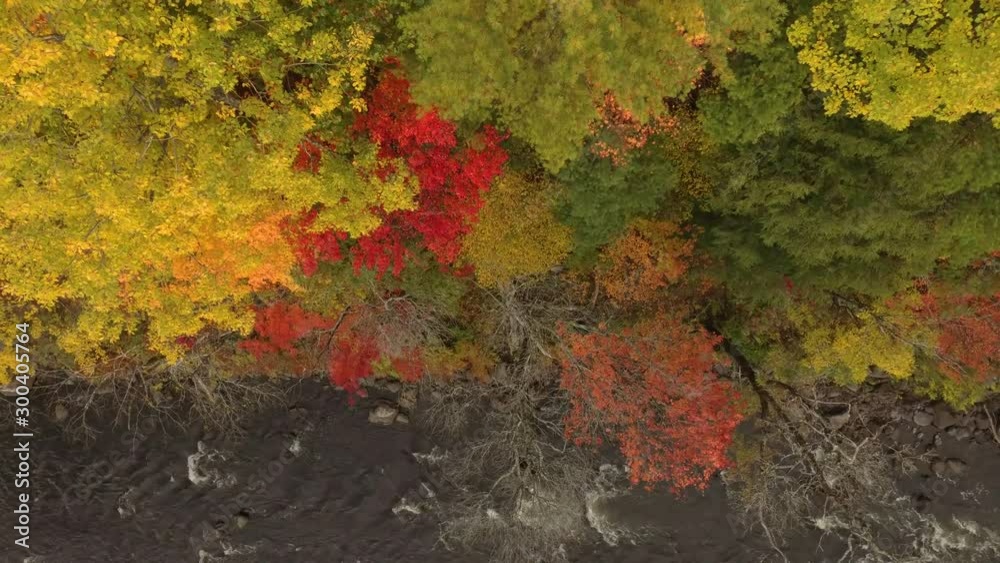 Drone filming downwards flies away from trees in forest during fall Drone filming downwards flies away from trees in forest during fall