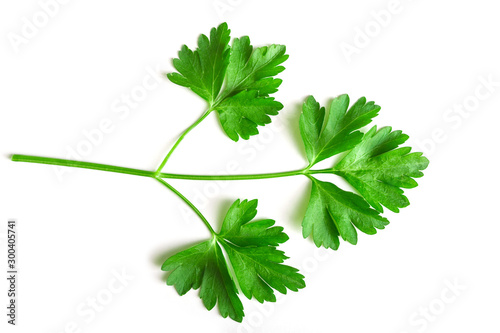 Sprig of parsley on the white background. Coriander or cumin sprig isolated. Top view