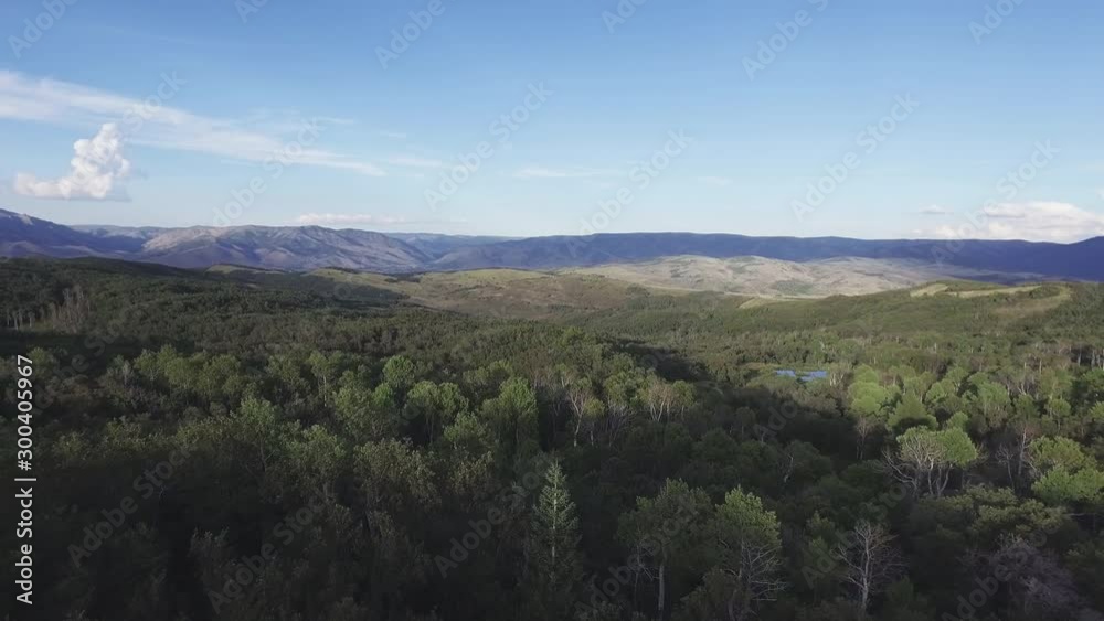 Open forest landscape, wide aerial Open forest landscape, wide aerial