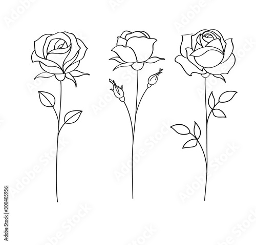 Fototapeta Zestaw szkiców, ręcznie rysowane róża, grafik. Ilustracji wektorowych