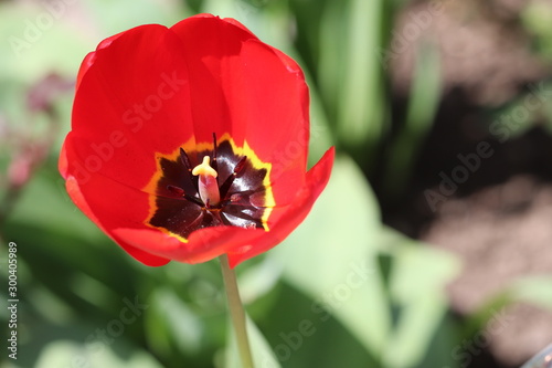 Top view of a fully blossomed red tulip's stamina