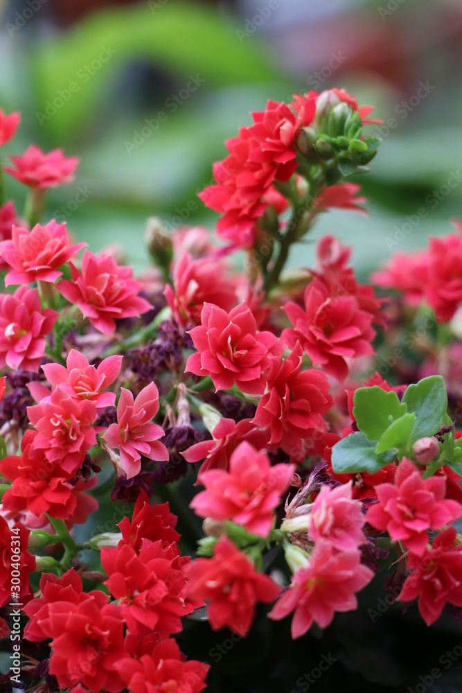 Blossomed kalanchoe flower in the summer. Blossomed kalanchoe flower in the summer.