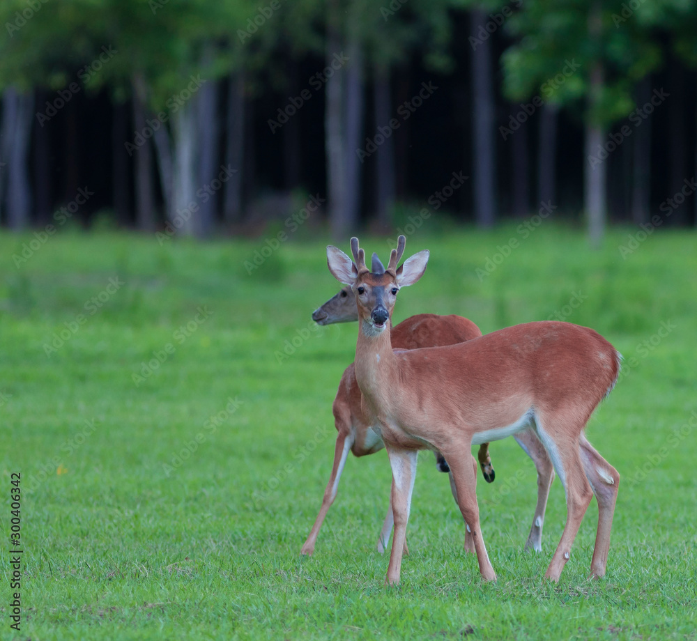 Fototapeta premium Buck up front