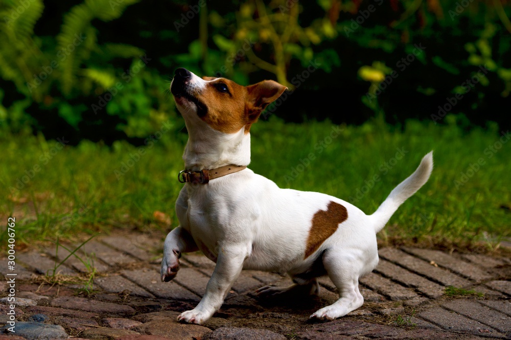 dog on grass dog on grass
