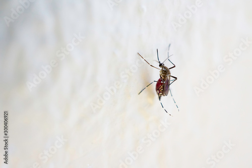 Mosquito cause sick, Malaria,Dengue,Chikungunya,Mayaro fever,Zica virus © sirinyapak