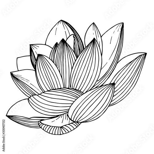 Vector Lotus floral botanical flower. Black and white engraved ink art. Isolated lotus illustration element.