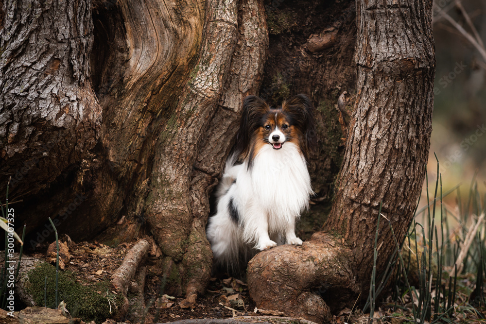 Portrait of Papillon dog standing in the forest. Beautiful and happy Continental toy spaniel Portrait of Papillon dog standing in the forest. Beautiful and happy Continental toy spaniel