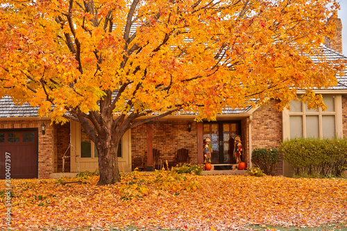 Leaves falling off tree in autumn covering yard for Halloween