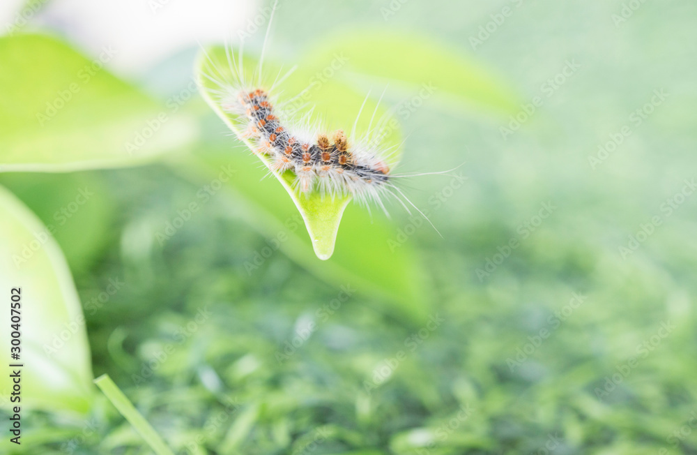 Fototapeta premium Hairy slug worm on green leaf in spring season,blurred background.(Calliteara pudibunda)
