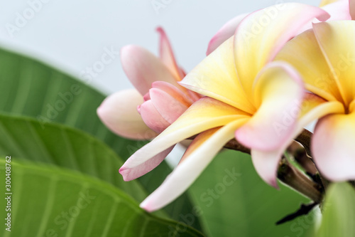 Plumeria photo