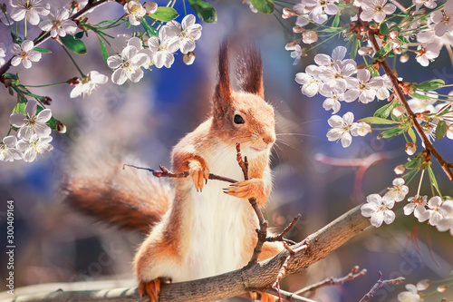 Canvas Print portrait animal funny cute redhead squirrel stands on tree blooming white cherr