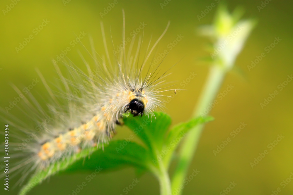 caterpillar on green leaf