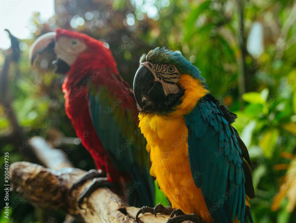 Redand Yellow Macaw Parrots sitting on a branch in a tropical park