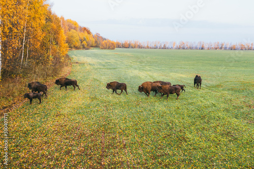 Herd of bison. Animals hiding in the forest.