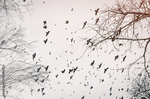 Birds in fly over trees whithout leaves. Dramatic scene with crows in sky of cold season.