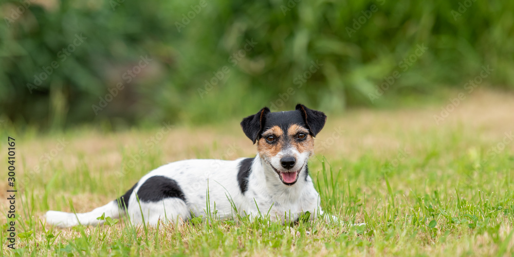 Cute little Jack Russell female 7 years old - dog lies on a green meadow Cute little Jack Russell female 7 years old - dog lies on a green meadow
