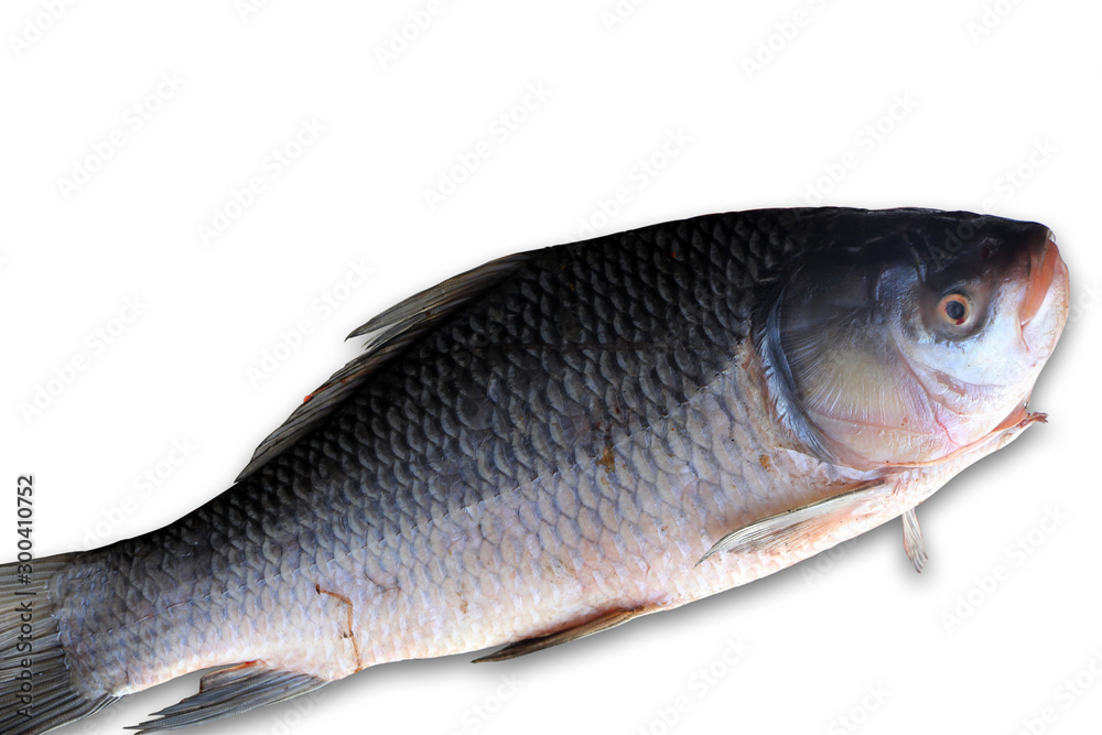 fresh fish isolated on white background with shadow fresh fish isolated on white background with shadow