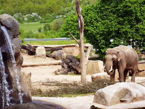 PRAGUE, CZECH REPUBLIC - MAY 12, 2017; Elephant eating branches. Prague Zoo