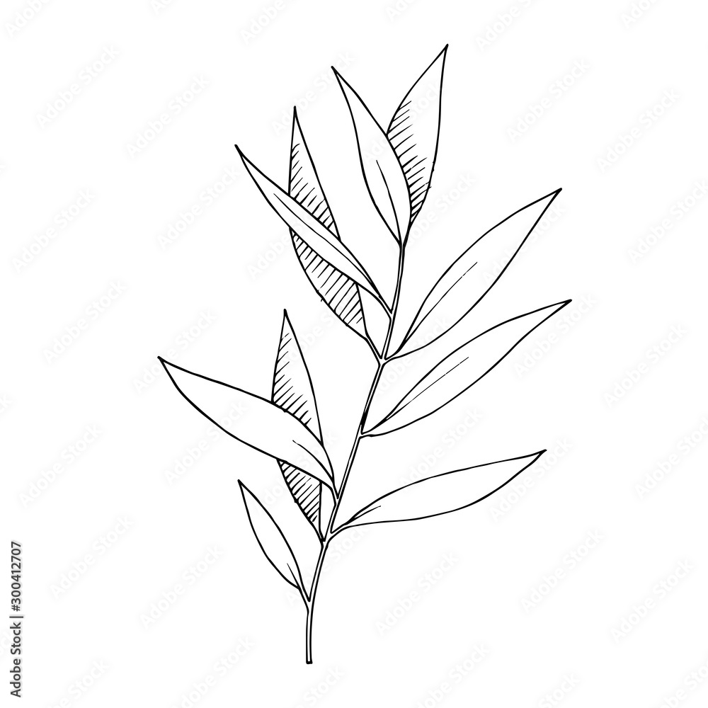 Obraz premium Vector Eucalyptus leaves branch. Black and white engraved ink art. Isolated branches illustration element.