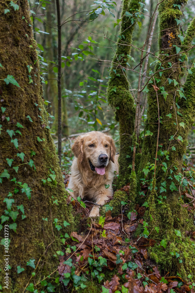 A golden retriever dog in the forest A golden retriever dog in the forest
