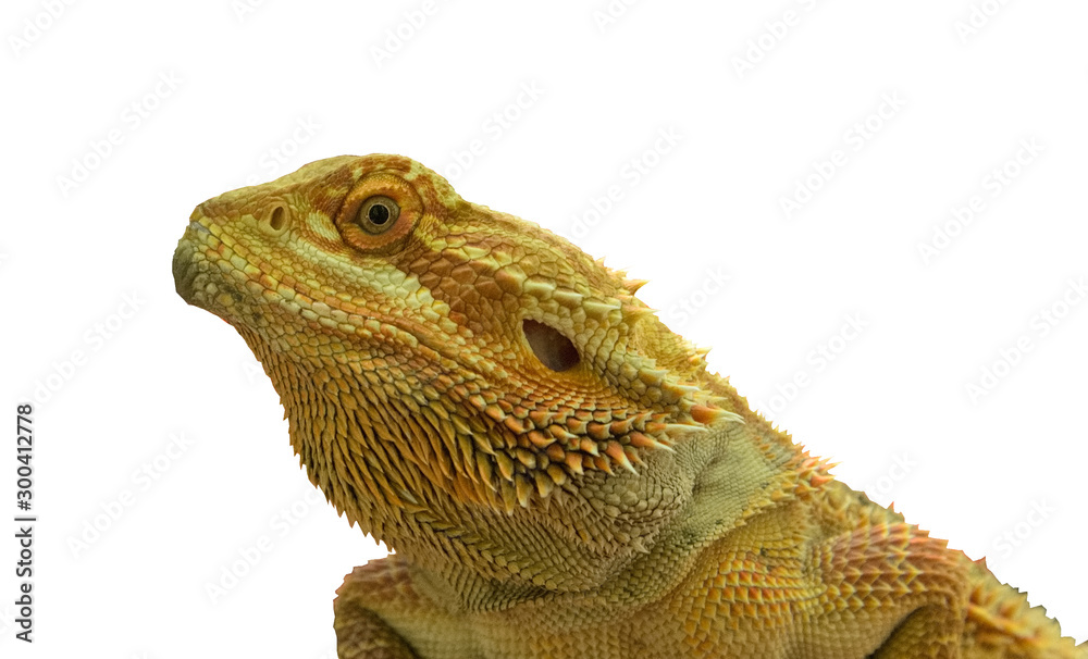 Closeup of Yellow  Lizard on White background