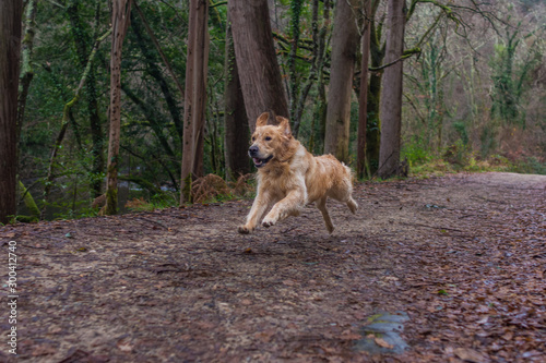 A golden retriever dog in the forest