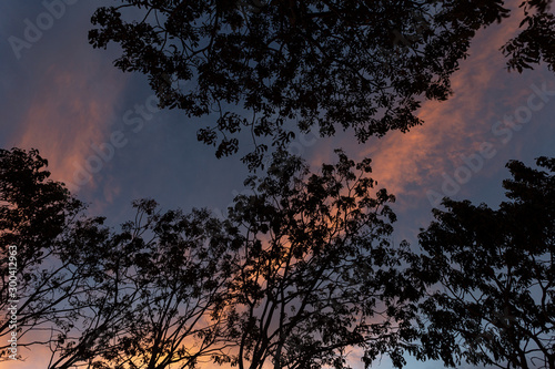 silhouette of a tree at sunset