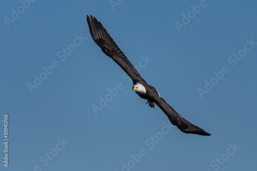 An American Bald Eagle in flight against a blue sky.