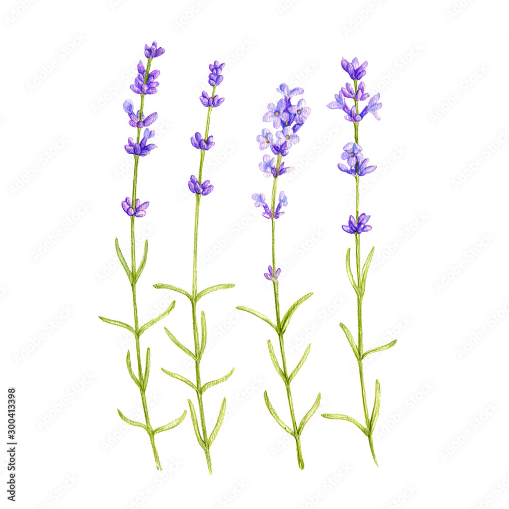 Naklejka lavender flowers, drawing by colored pencils