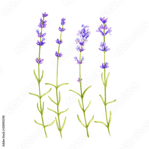 lavender flowers  drawing by colored pencils