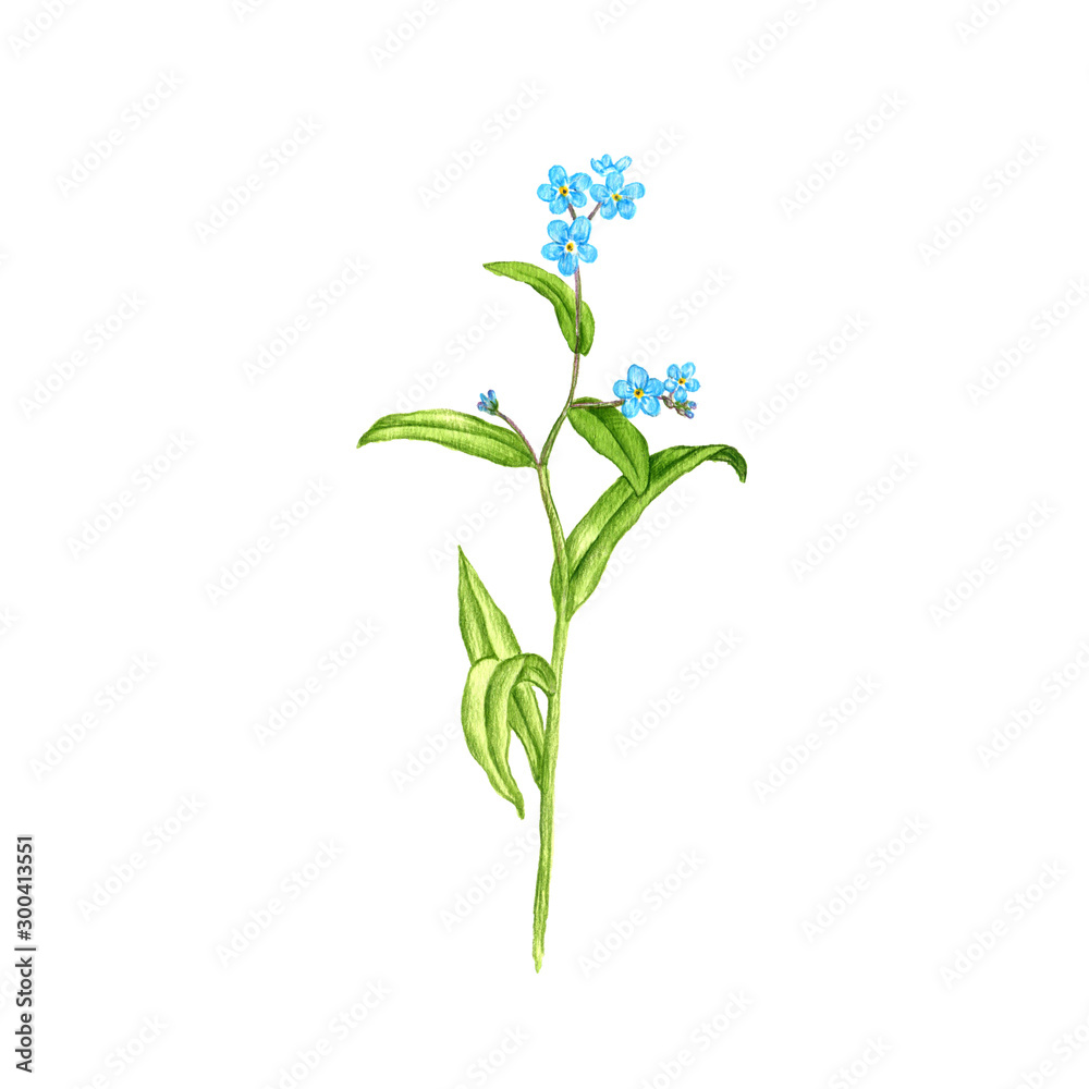 Fototapeta premium true forget-me-not flower, drawing by colored pencils