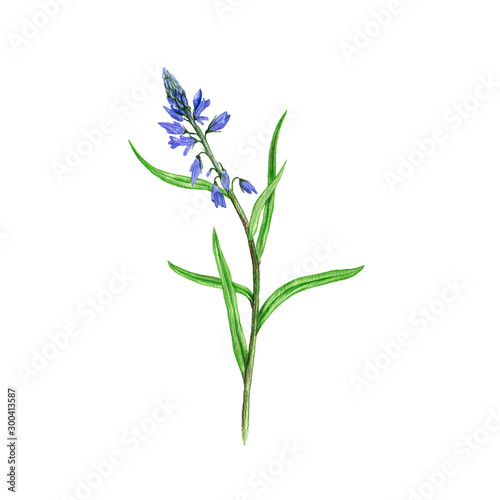 milkwort flower  drawing by colored pencils