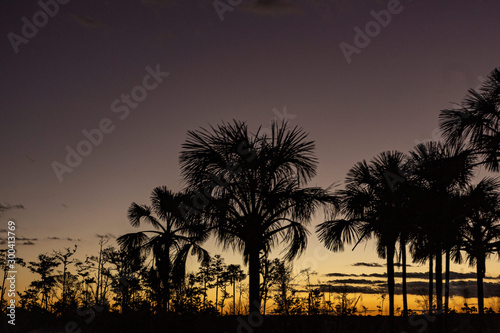 silhouette of palm trees at sunset