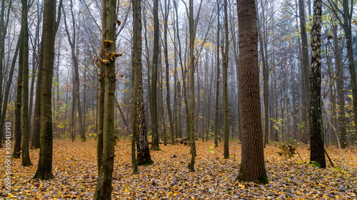 Rezerwat przyrody Las Zwierzyniecki, zamglony las, Białystok, Podlasie, Polska