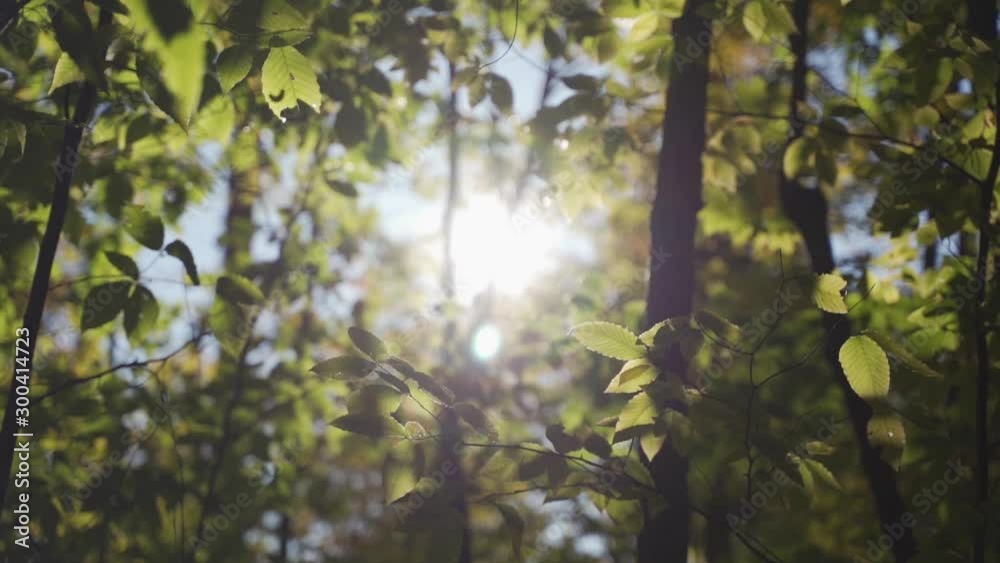 Dreamy slow-mo shot through a colourful green forest towards the sun in soft focus. Dreamy slow-mo shot through a colourful green forest towards the sun in soft focus.